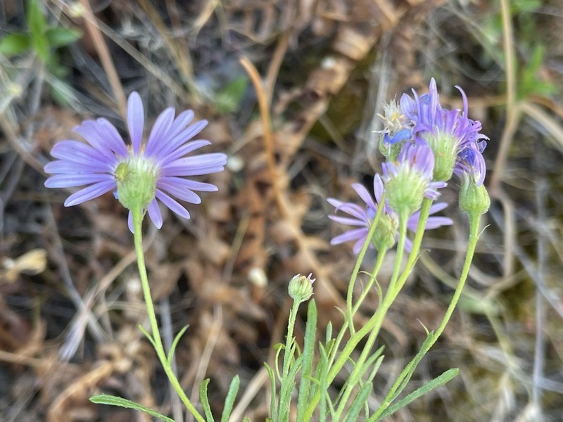 Erigeron mendocinensis