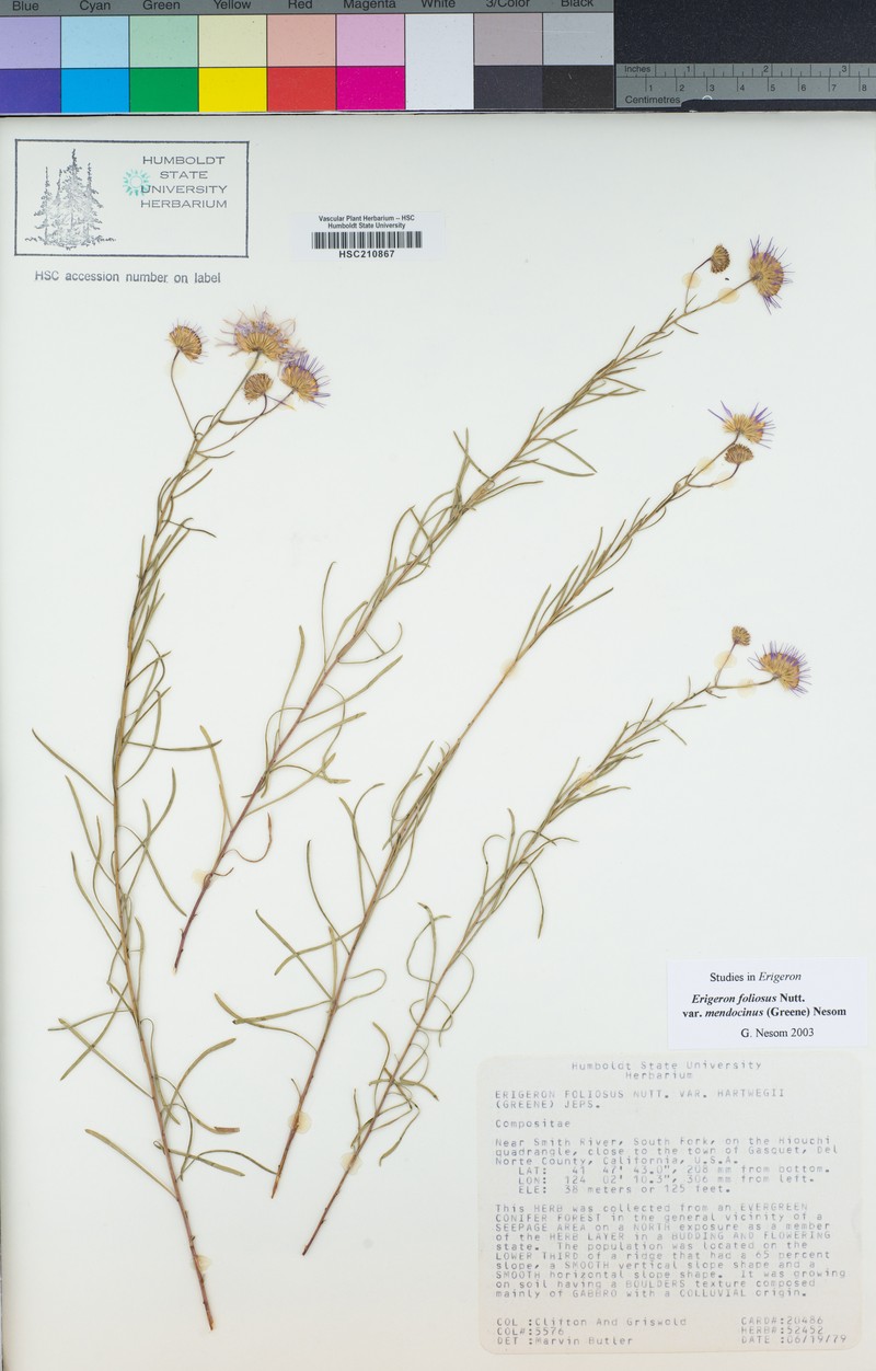 Erigeron mendocinensis photo 3