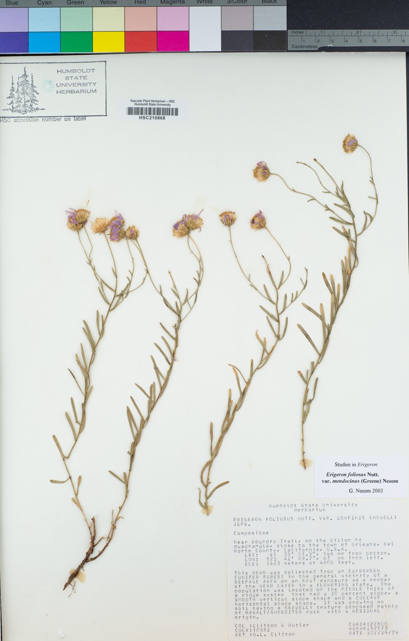 Erigeron mendocinensis photo 4