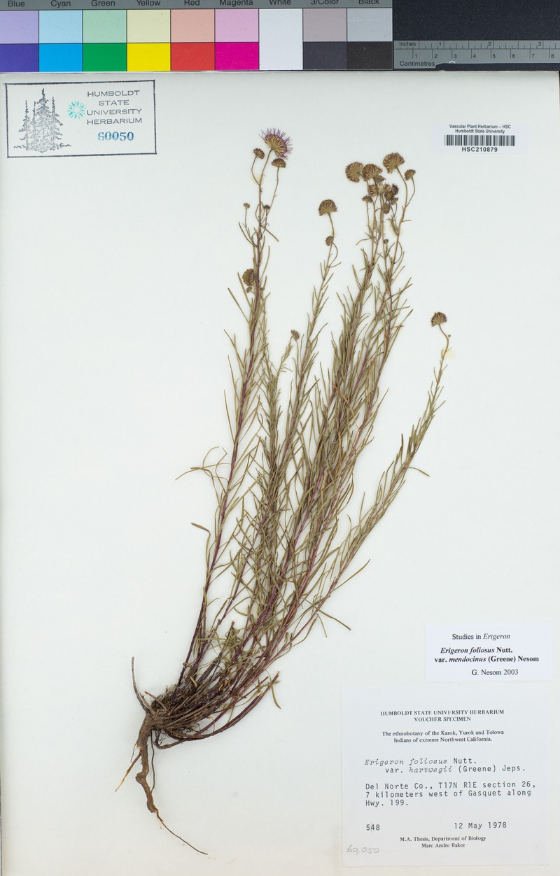 Erigeron mendocinensis photo 6