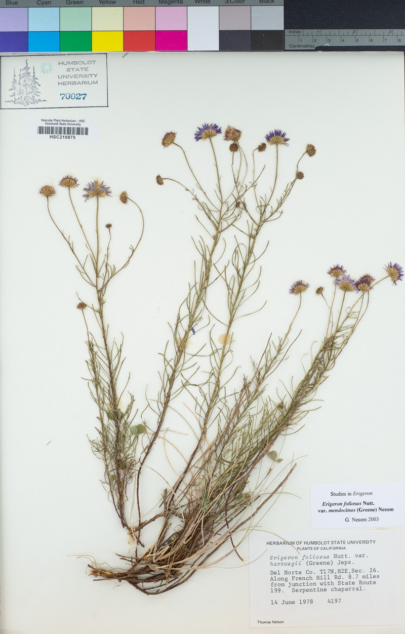 Erigeron mendocinensis photo 7