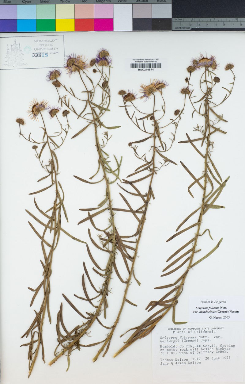 Erigeron mendocinensis photo 8
