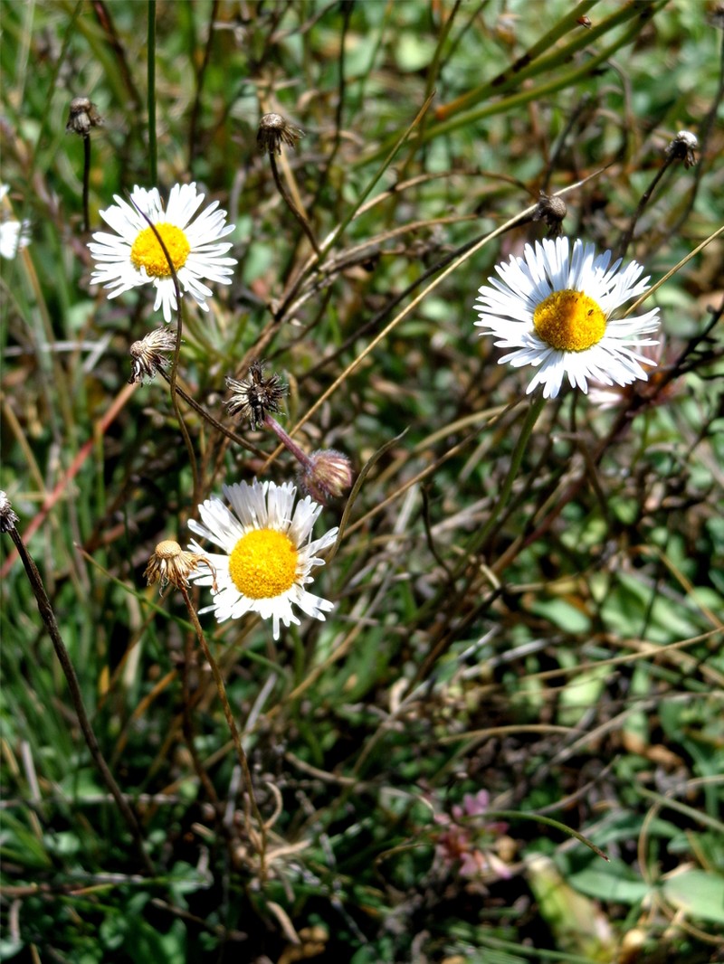 Erigeron metrius