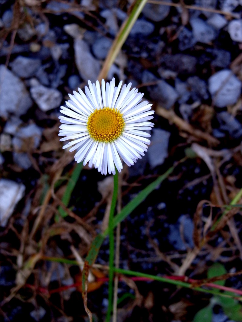 Erigeron metrius photo 2