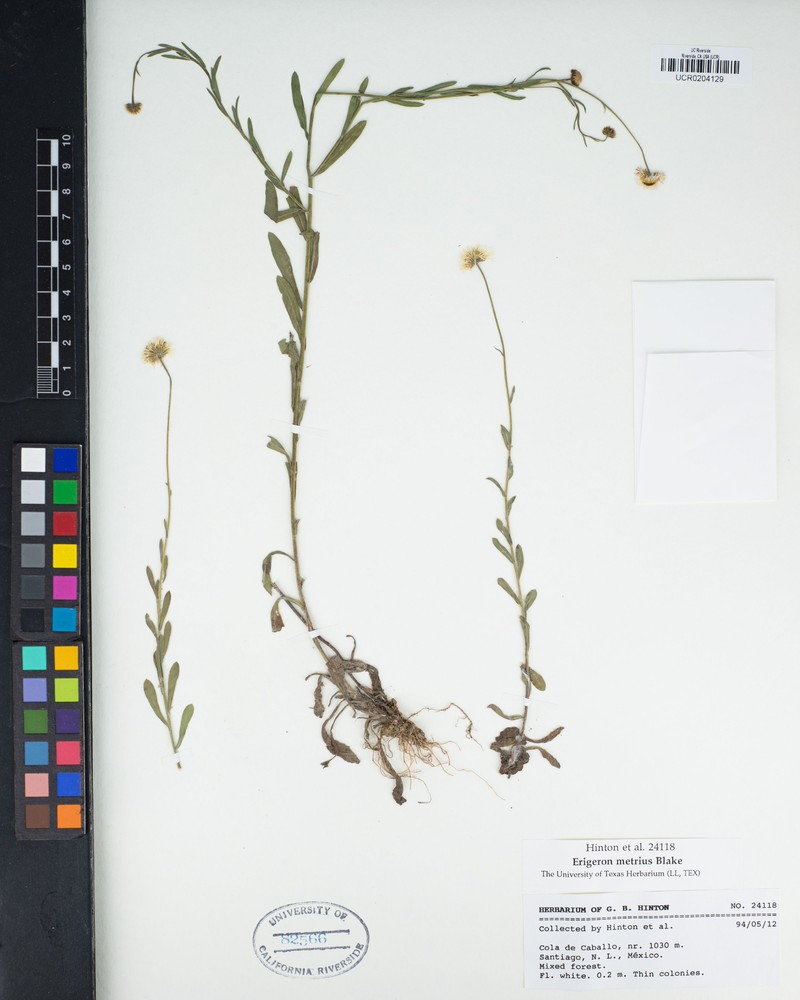 Erigeron metrius photo 4