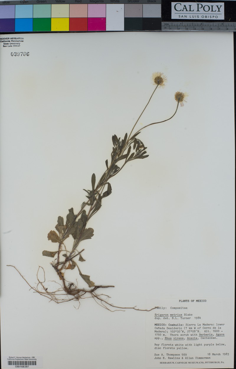 Erigeron metrius photo 5