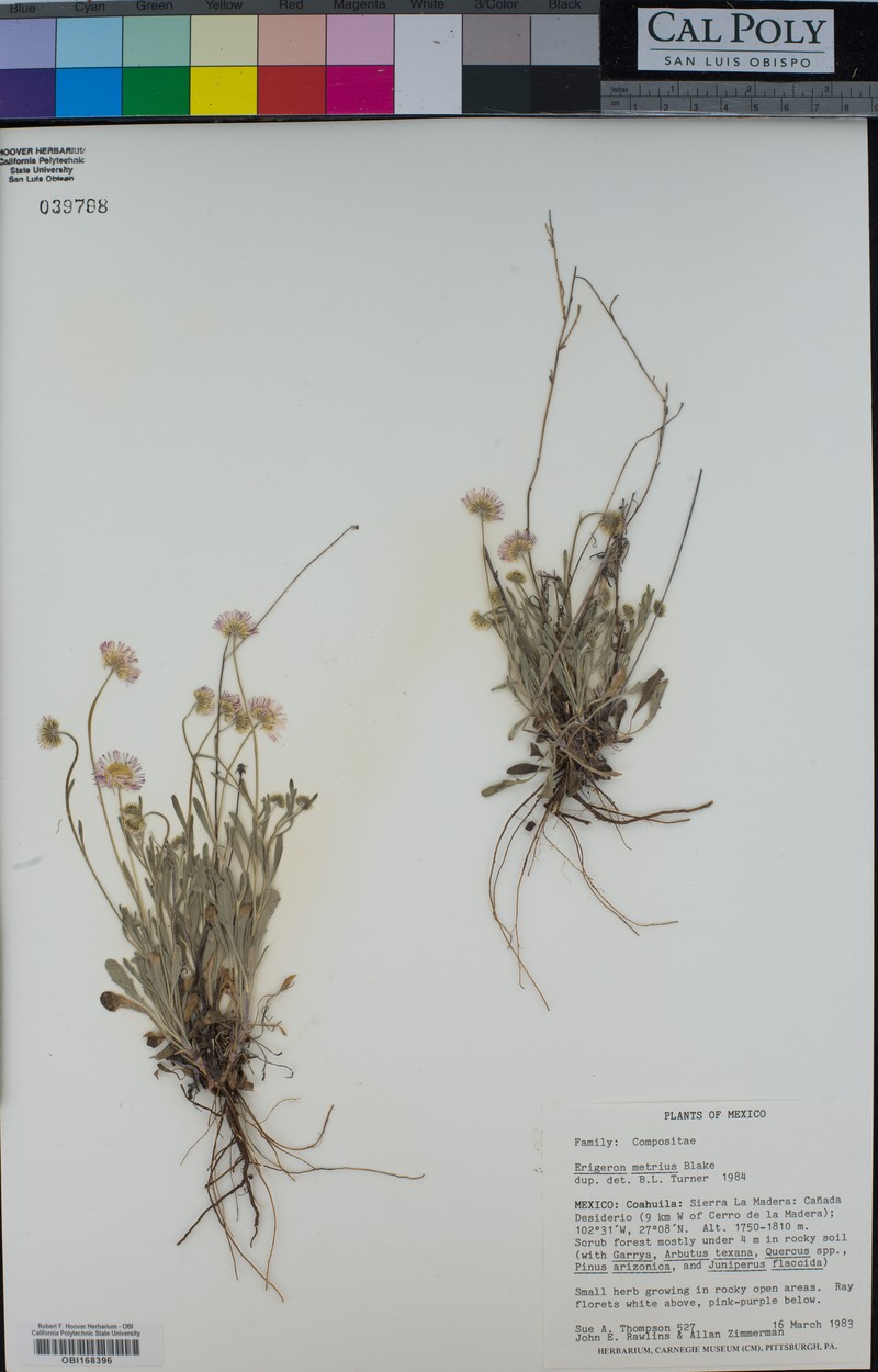 Erigeron metrius photo 6