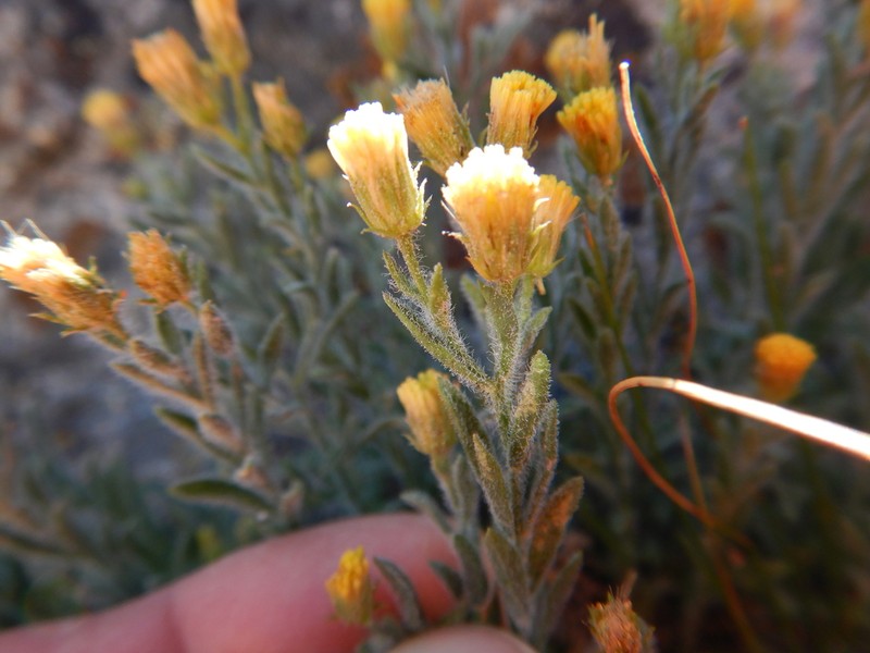 Starved Fleabane