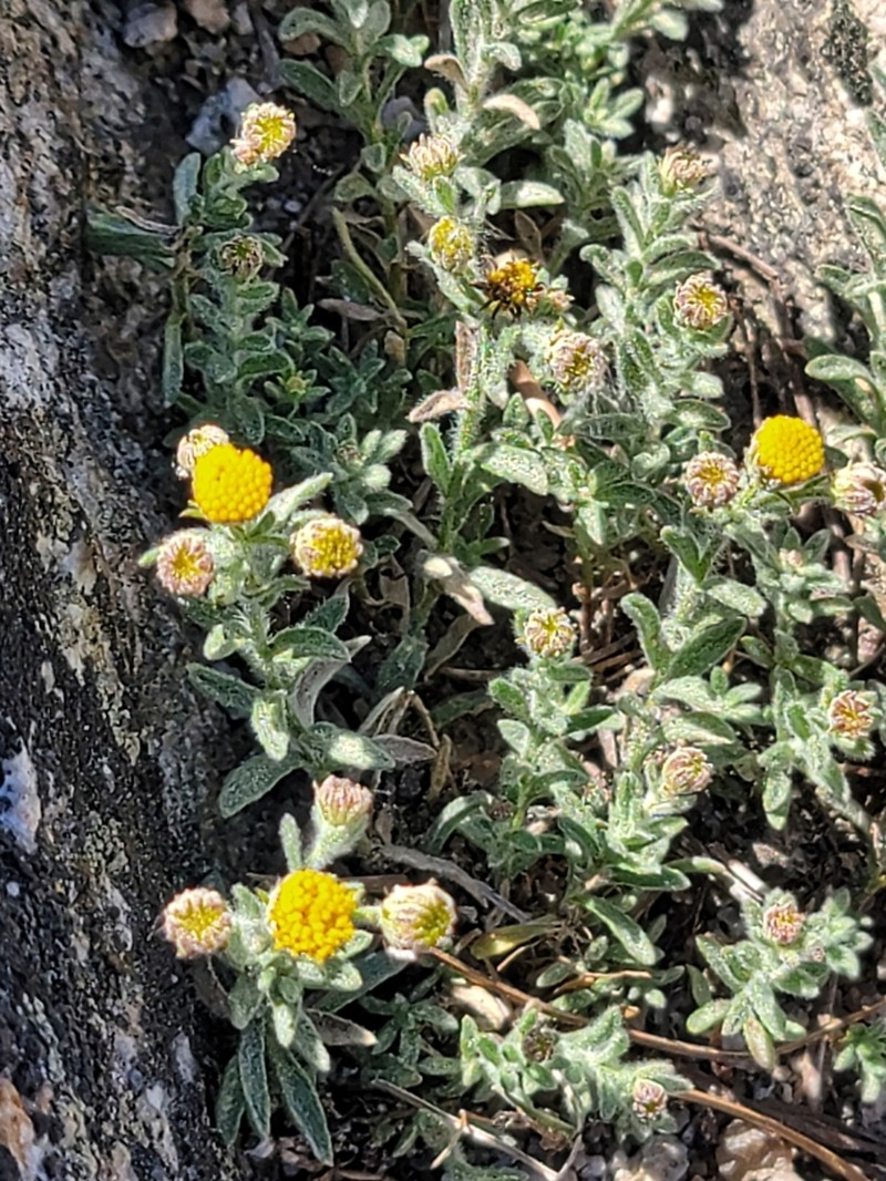 Starved Fleabane photo 2