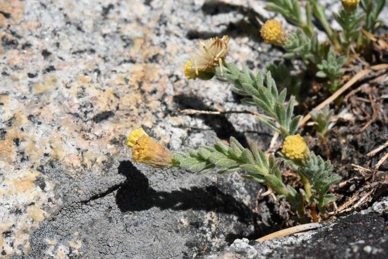 Starved Fleabane photo 3