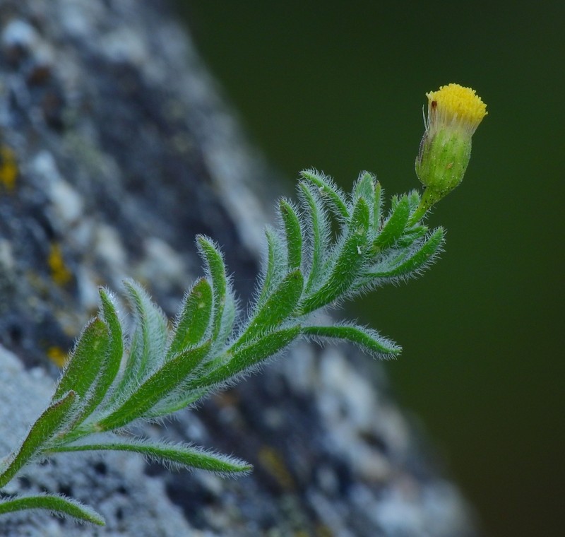 Starved Fleabane photo 4