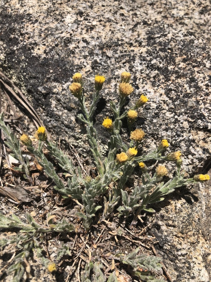 Starved Fleabane photo 5
