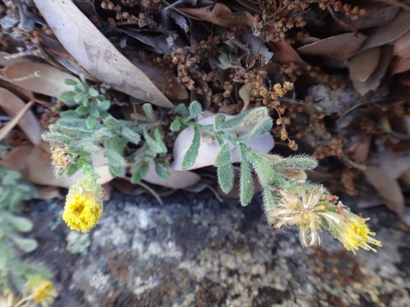 Starved Fleabane photo 6