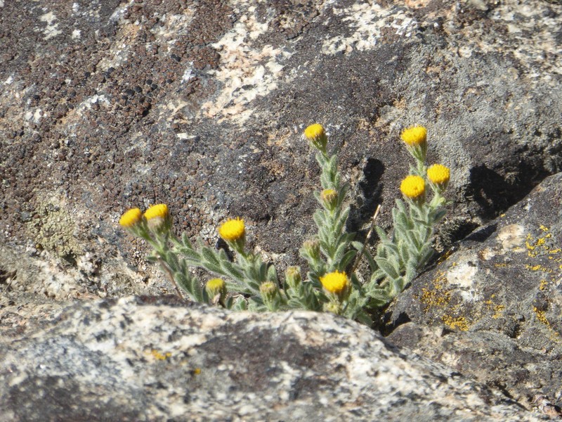 Starved Fleabane photo 7