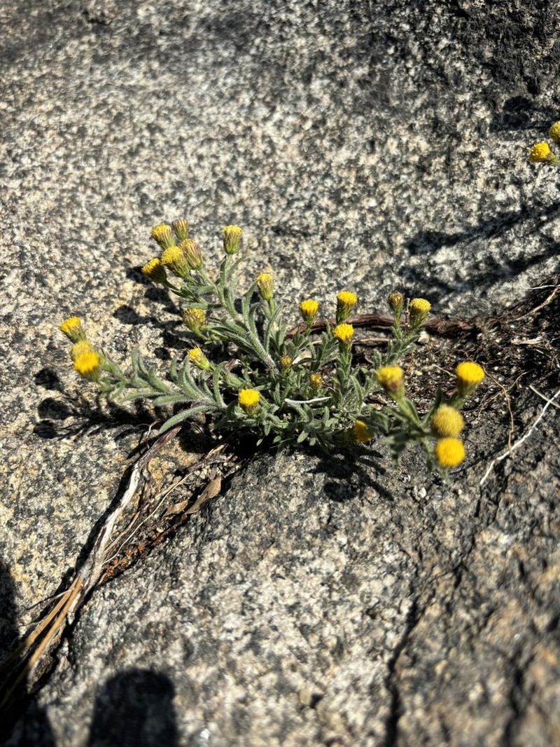 Starved Fleabane photo 8