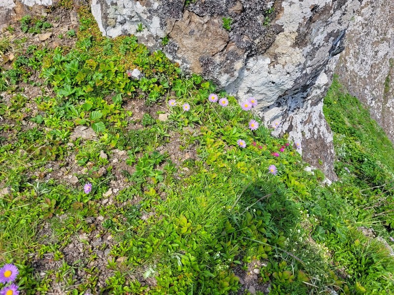 Erigeron miyabeanus photo 2