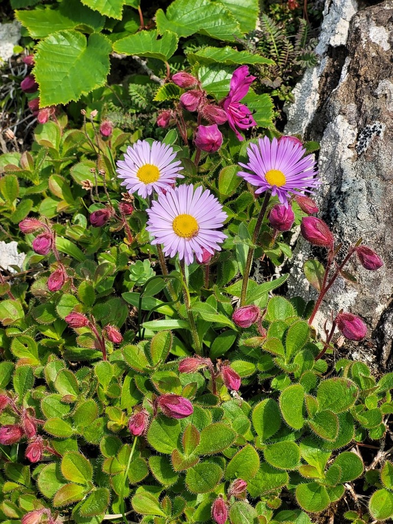 Erigeron miyabeanus photo 3