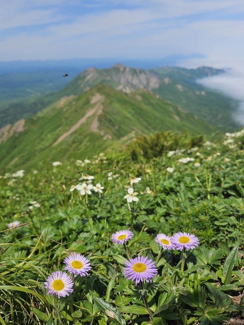 Erigeron miyabeanus photo 4