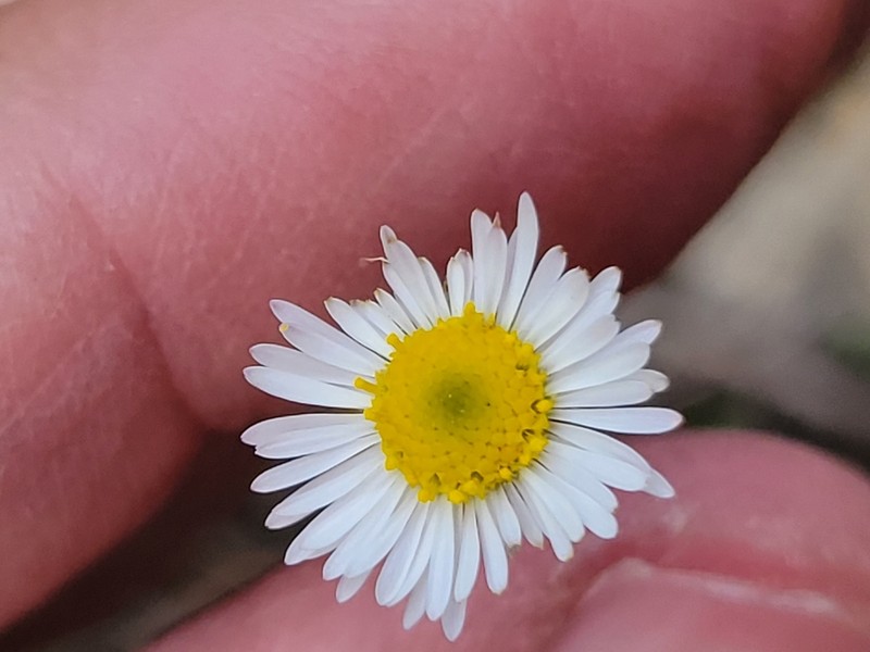 Plains Fleabane