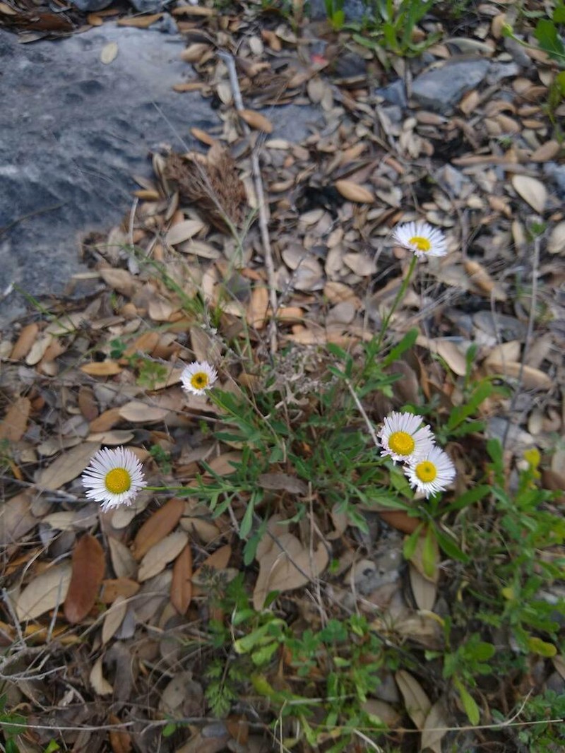 Plains Fleabane photo 2