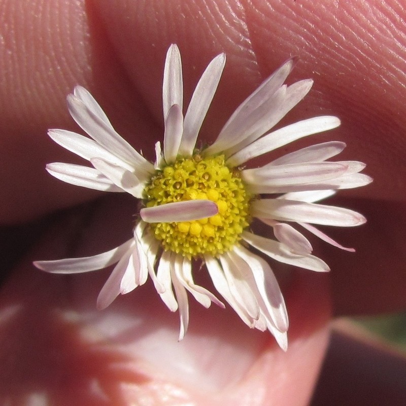 Plains Fleabane photo 3