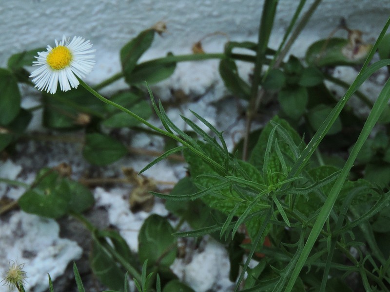 Plains Fleabane photo 4