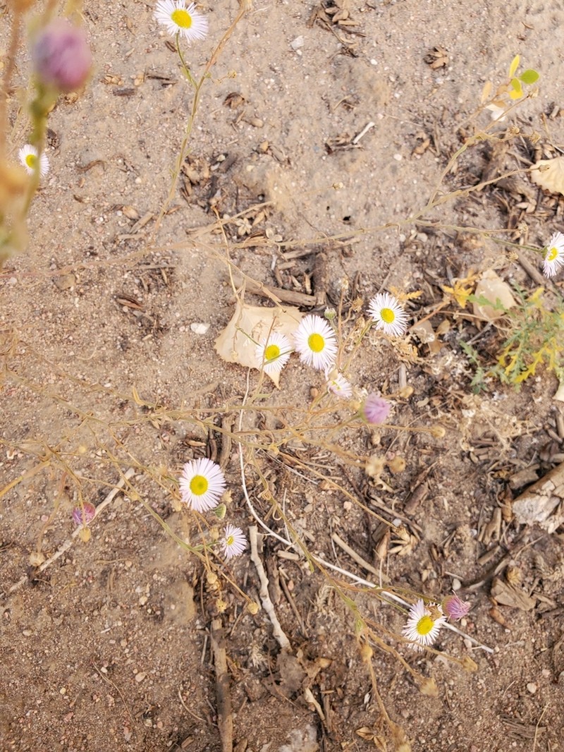 Plains Fleabane photo 5