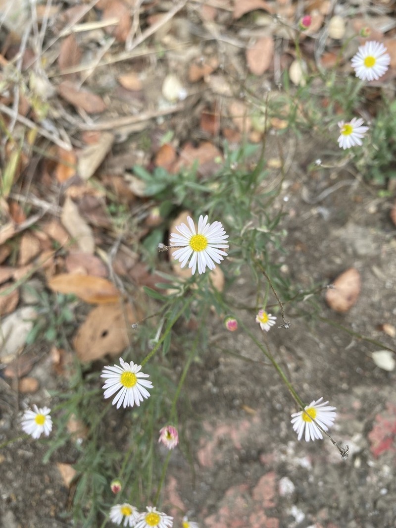 Plains Fleabane photo 6