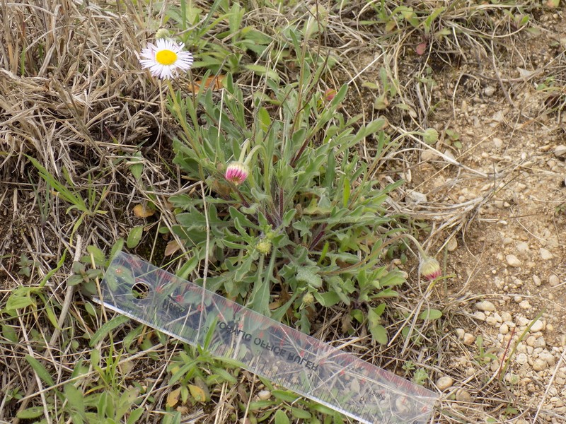 Plains Fleabane photo 7