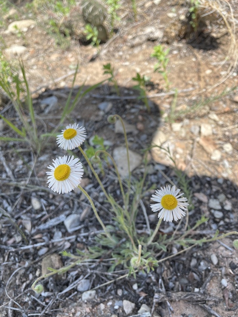 Plains Fleabane photo 8