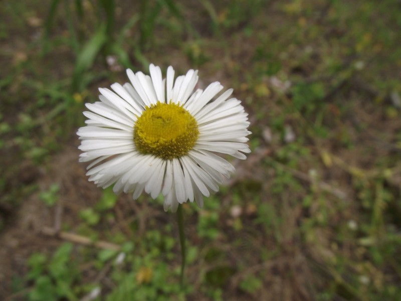 Erigeron mohinorensis