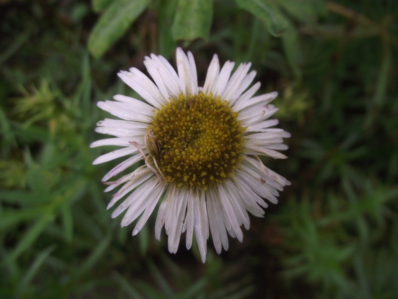 Erigeron mohinorensis photo 2