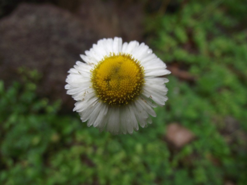 Erigeron mohinorensis photo 3
