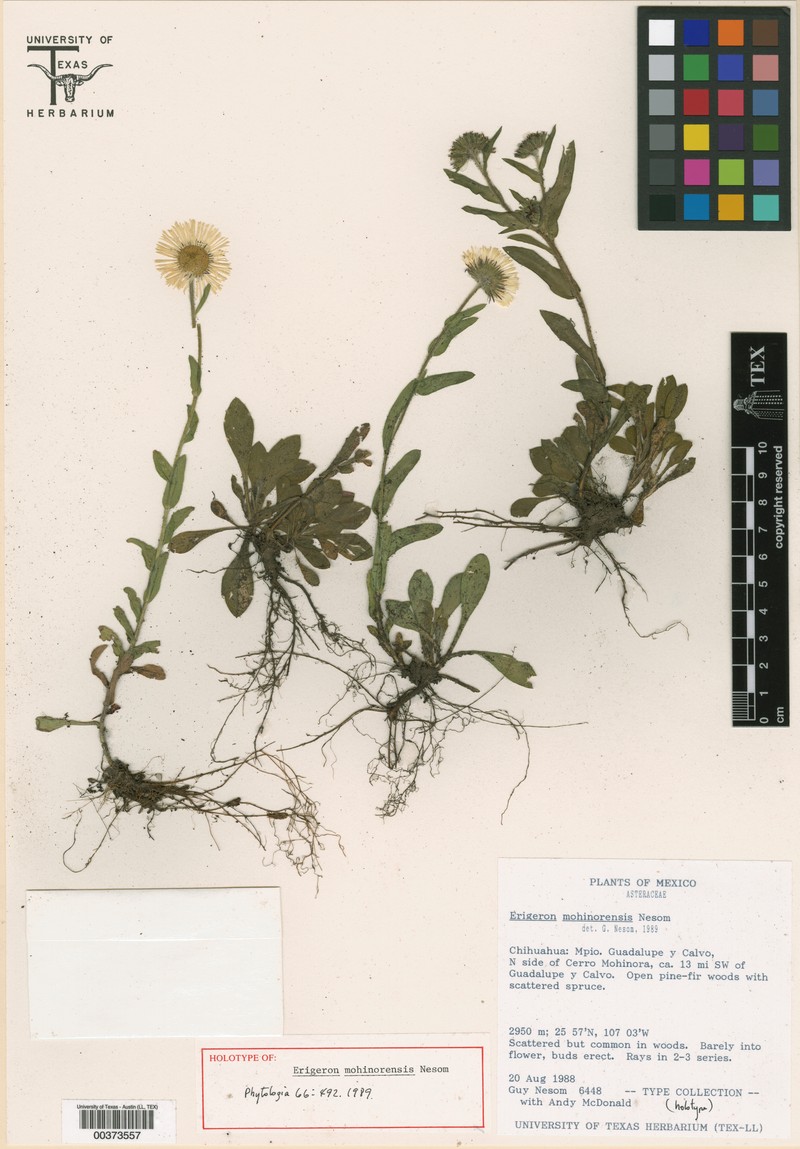 Erigeron mohinorensis photo 4
