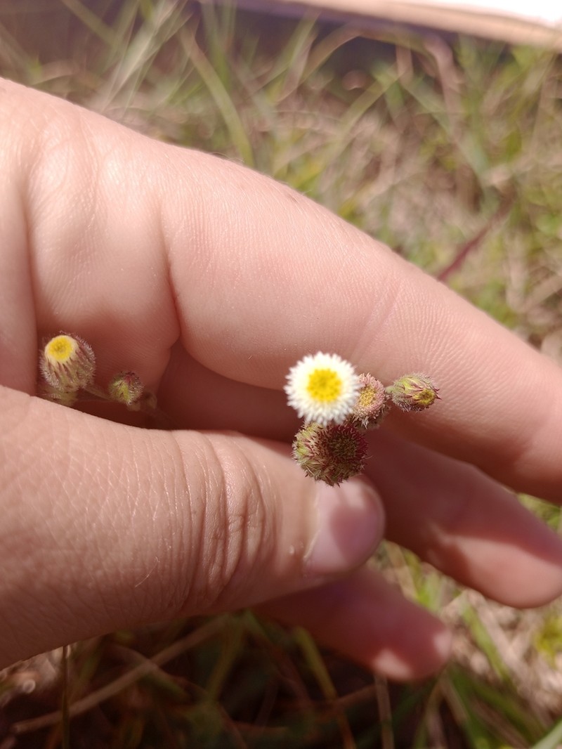 Erigeron monorchis photo 2