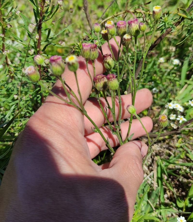 Erigeron monorchis photo 3