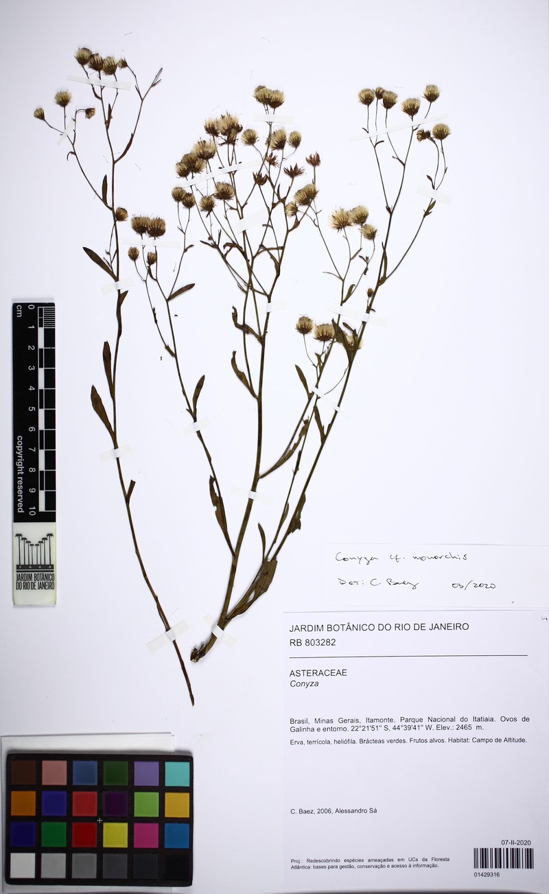 Erigeron monorchis photo 5