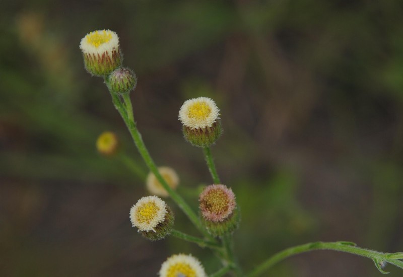 Erigeron monorchis