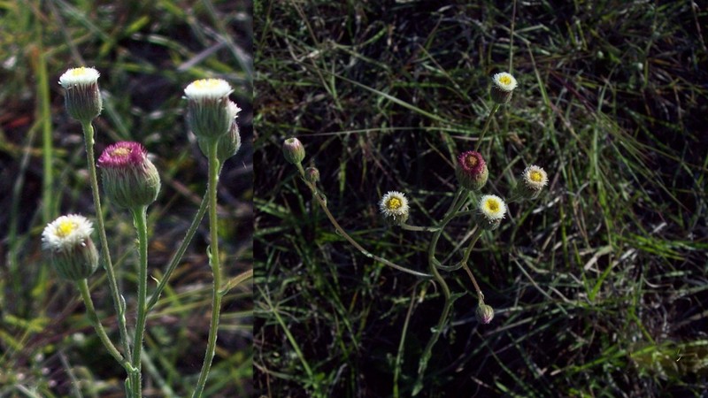 Erigeron monorchis photo 6