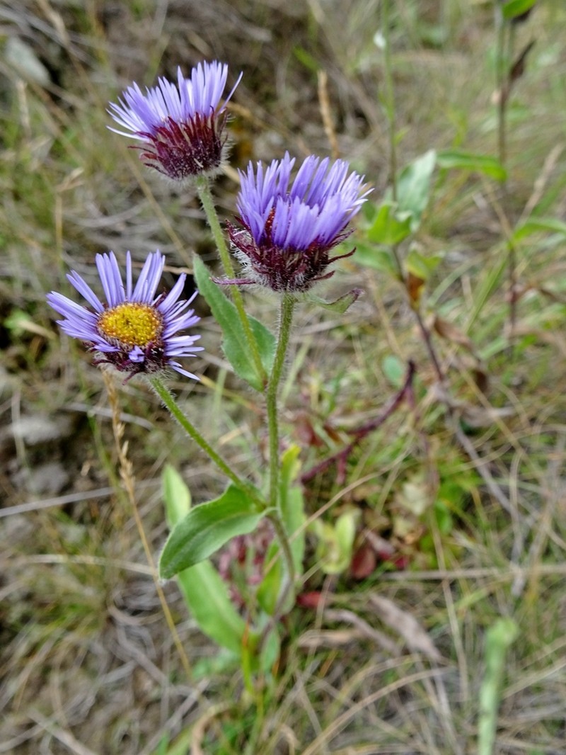 Erigeron monticola