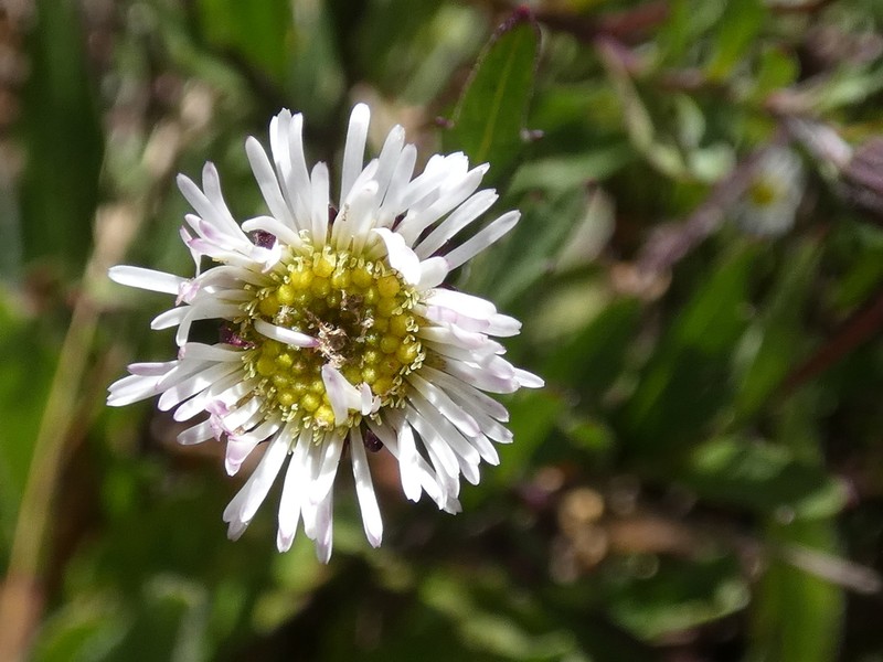 Erigeron morrisonensis photo 2