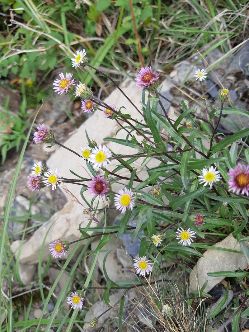 Erigeron morrisonensis photo 3