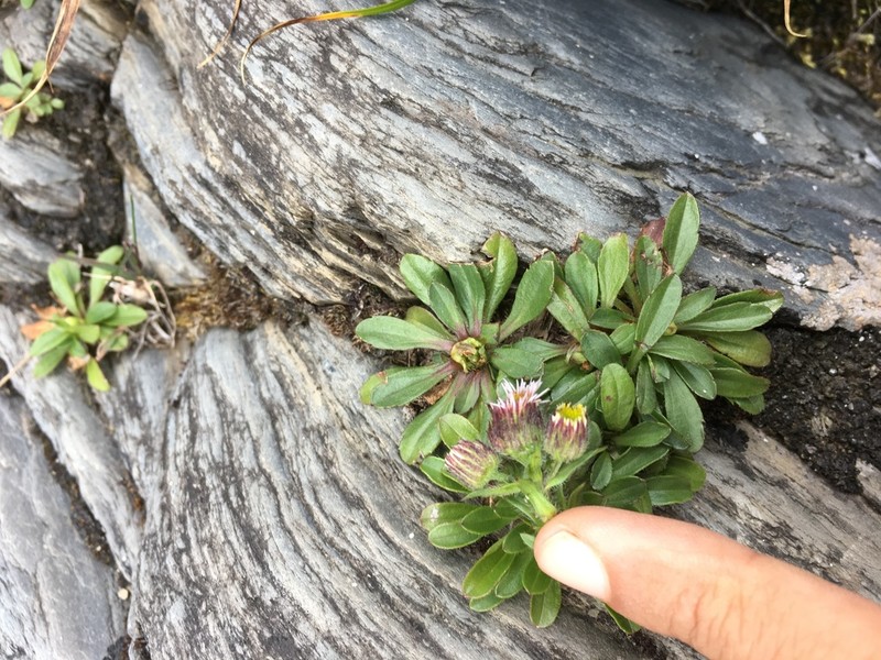 Erigeron morrisonensis photo 4