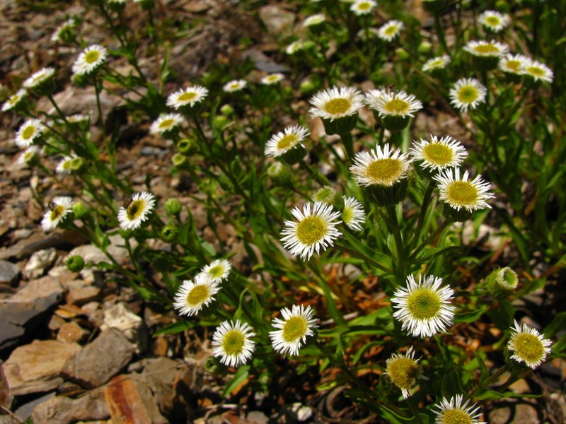Erigeron morrisonensis photo 5