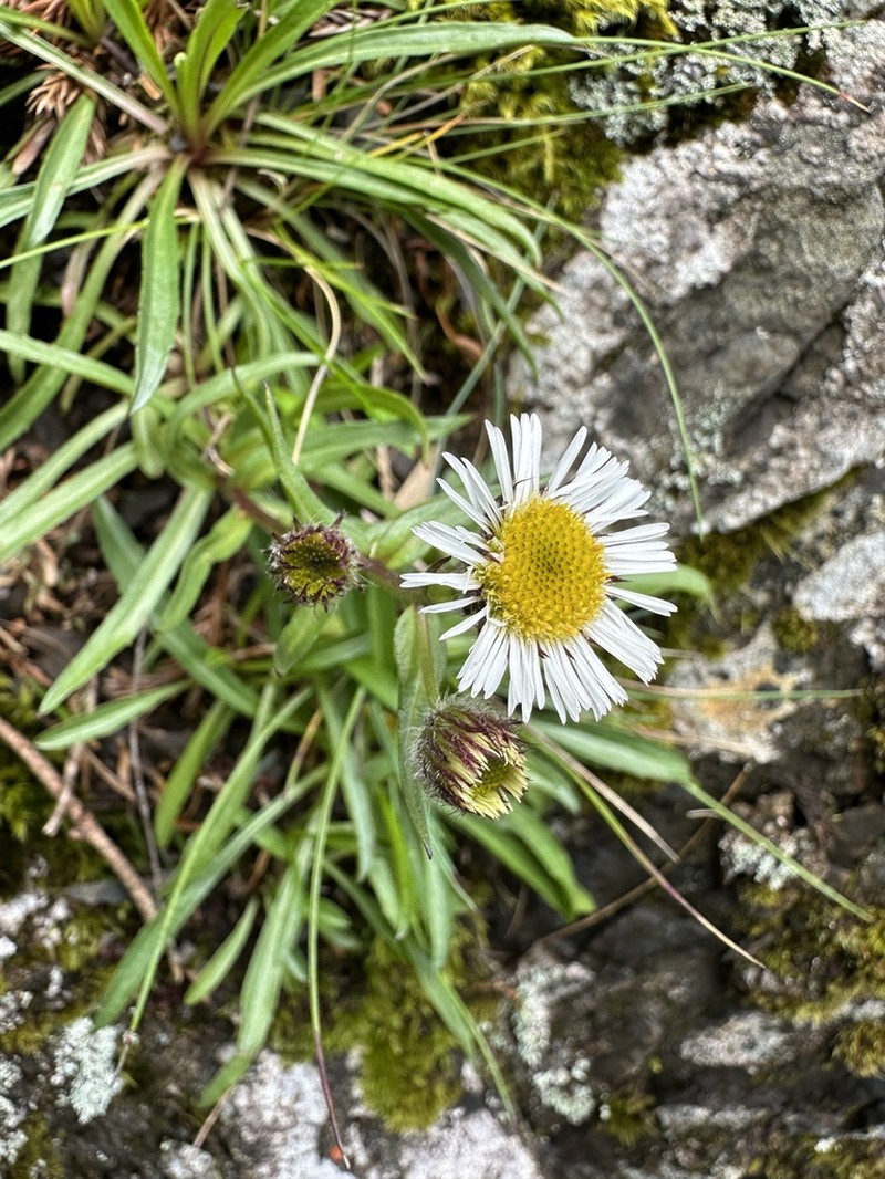 Erigeron morrisonensis photo 6