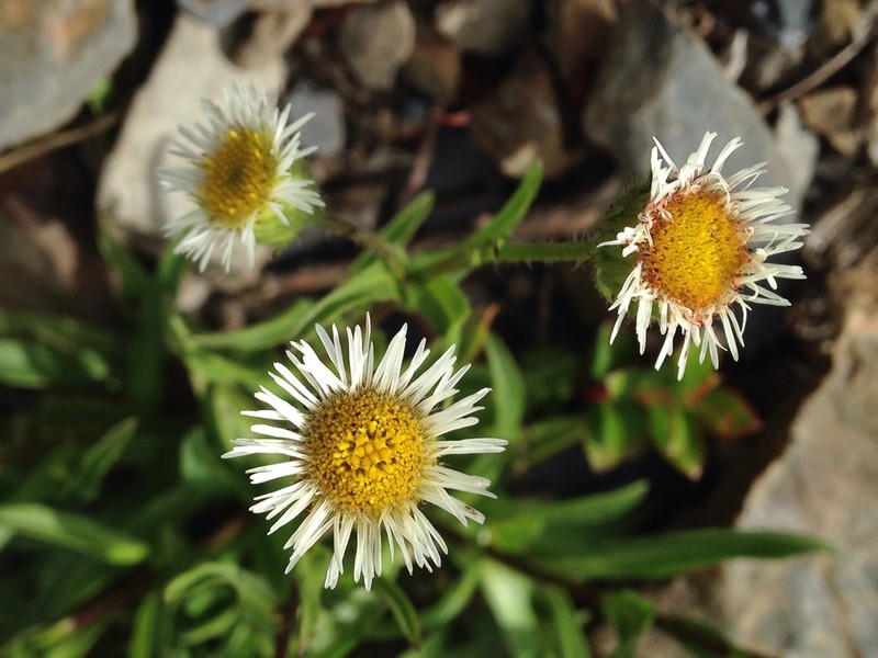 Erigeron morrisonensis photo 7
