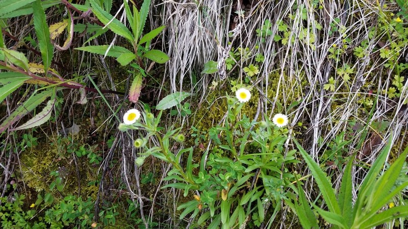 Erigeron morrisonensis photo 8