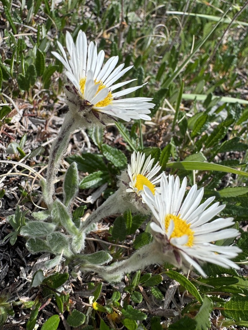 Muir's Fleabane photo 2