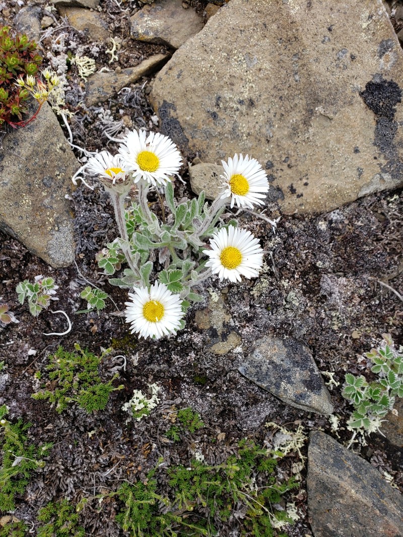 Muir's Fleabane photo 5