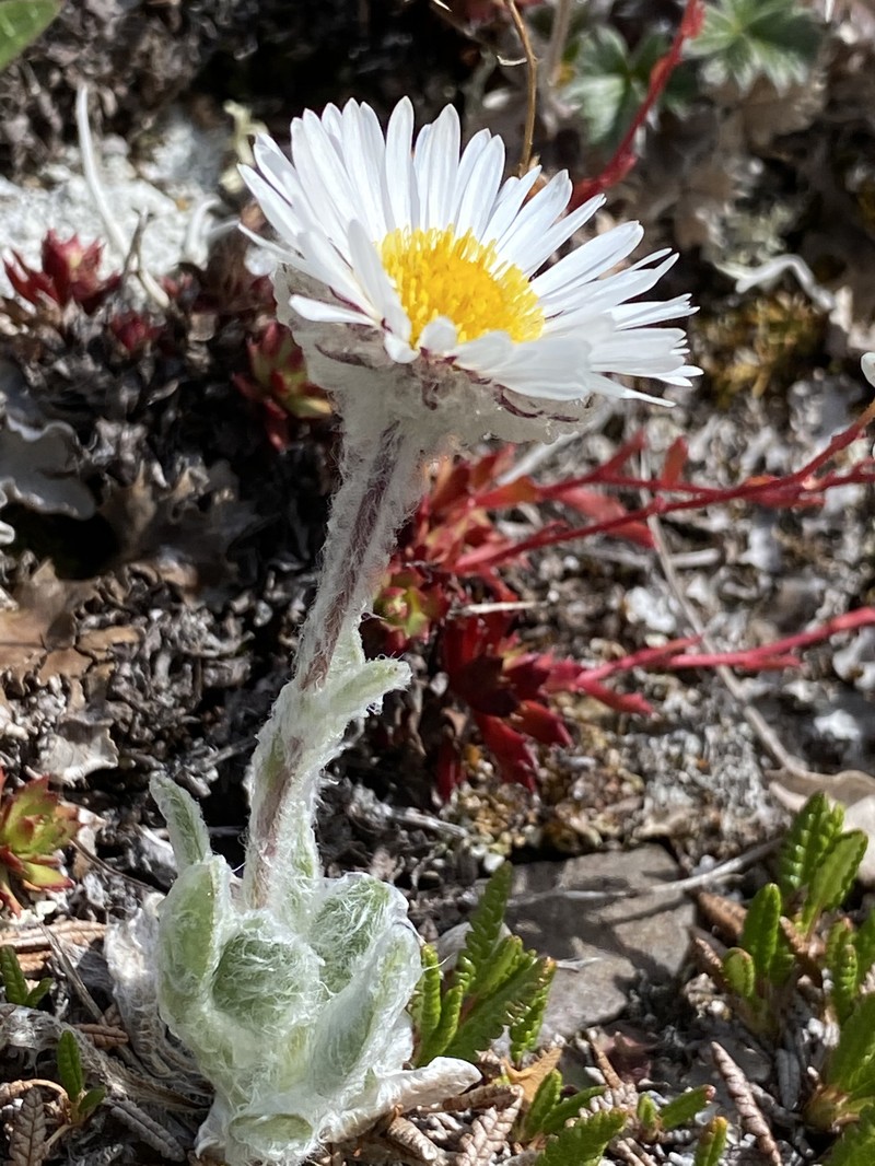 Muir's Fleabane photo 6
